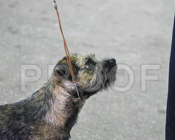 ?Border Terrier - 0004
