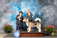 Alaskan Malamute #6 Fri BOBOHBOB Judge Wendy G Willhauck