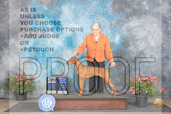 Vizsla #8 Sat WBBOWCH Judge Elizabeth ‘Beth’ Sweigart__JP_4812_San Antonio_2024_HR3