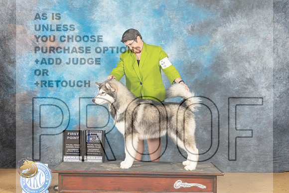 Alaskan Malamute #7 Sat BOW Judge Gary Sparschu_MJ_9737_TTKC_2022_HR3