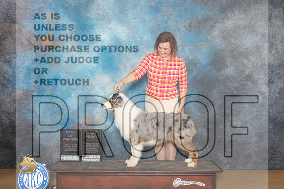 Australian Shepherd #15 Sat BOWWD_MJ_9687_TTKC_2022_HR3