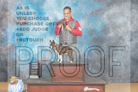 Boston Terrier #15 Sat WD Judge Gary Sparchu_MJ_9722_TTKC_2022_HR3