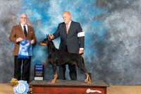 Doberman Pinscher #17 Sat G1 Judge Gary Newton