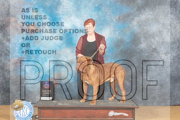 Dogue de Bordeaux #5 Sat BOBOHBOB Judge Gary Sparschu_MJ_9847_TTKC_2022_HR3