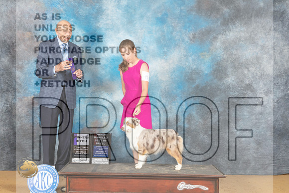Miniature American Shepherd #6 Sat WBOHBOB Judge Gary Sparschu_MJ_9961_TTKC_2022_HR3