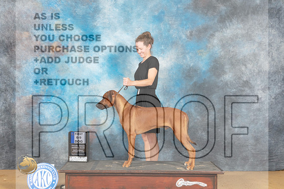 Rhodesian Ridgeback #11 Sat 6to91st Judge Jay Richardson_MJ_9898_TTKC_2022_HR3