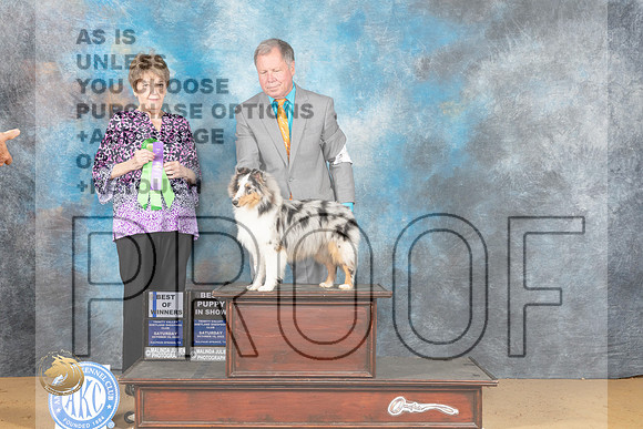 Shetland Sheepdog #8 Sat WDBPUP Judge Brenda Miramon_MJ_9861_TTKC_2022_HR3