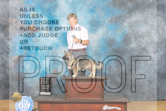 Swedish Vallhund #7 Sat PG1 Judge Gary Sparschu_MJ_9932_TTKC_2022_HR3
