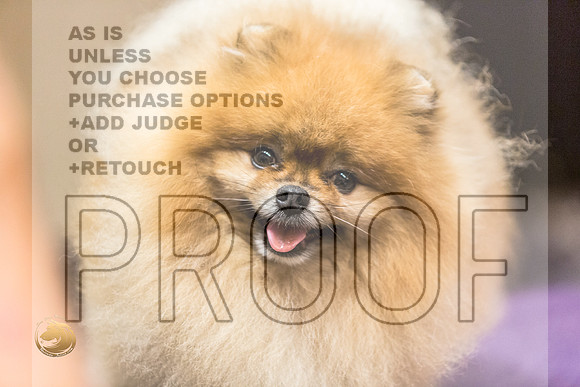 *Candids Pomeranian Fri JJL_3622_HstnTOY_2022_HR3