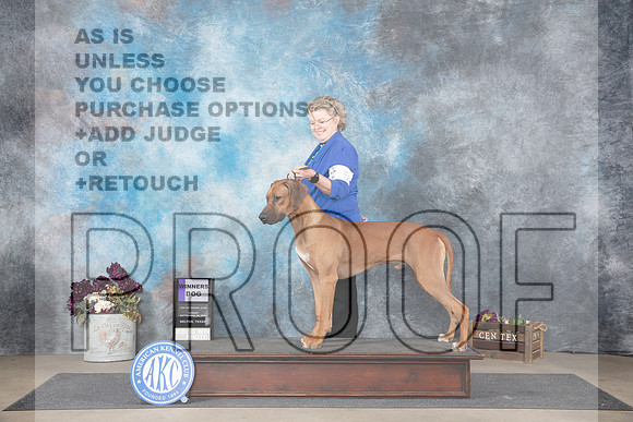 Rhodesian Ridgeback #5 Sun WD Judge Sulie Greendale-Paveza__JP_7737_Belton_2024_HR3