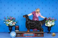 Gordon Setter #5 THUR G2 Judge Ann Yuhasz