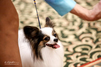 Best of Breed Tues Ring
