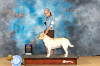 Labrador Retriever #20 Sun BOB Judge Karin Ashe