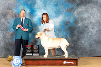 Labrador Retriever #5 Sat BOSOHBOB Judge Jay Richards r