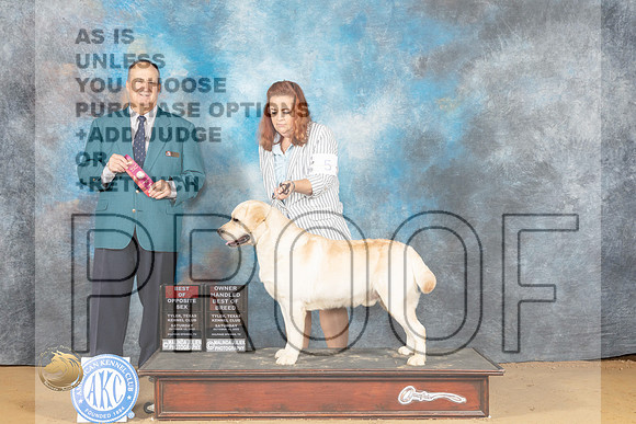Labrador Retriever #5 Sat BOSOHBOB Judge Jay Richards r_MJ_0196_TTKC_2022_HR3