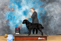 Labrador Retriever #25 Sat BOWBOSWD Judge Jay Richardson