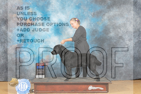 Labrador Retriever #25 Sat BOWBOSWD Judge Jay Richardson_MJ_0336_TTKC_2022_HR3