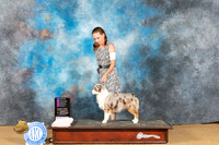 Miniature American Shepherd #6 Sun OHG1 Judge Terry Dennison