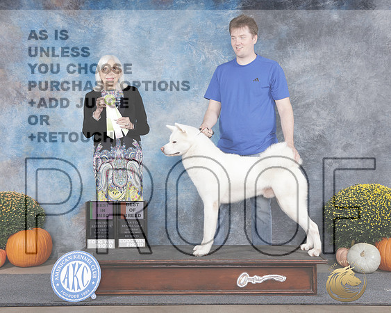 Japanese Akita Inu #185 Sat MISC BOB BIS Judge Jan Paulk-_WP_0378e_Belton Cen-Tex 2025-HR3