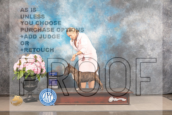 Miniature Bull Terrier #5 FRI BOW Judge Phillip Brodeur_MJ_5747_Houston_2022_HR3