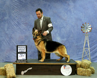 German Shepherd Dog #8 Herding Group 1 Thurs Clint LIvingston HR Amarillo Sept 2012