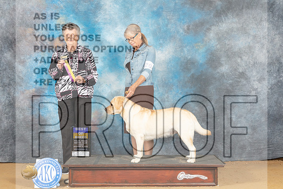 Labrador Retriever #20 Sun BOB Judge Karin Ashe-_MJ_0218e_TTKC2022-HR3