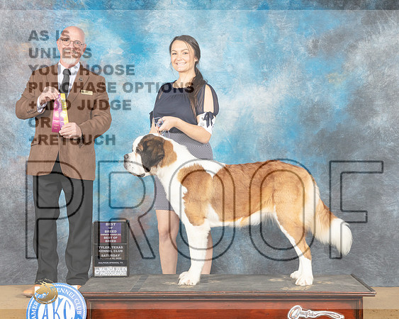 St Bernard #6 Sat BOB Judge Garry Newton-_MJ_9671e_TTKC2022-HR3