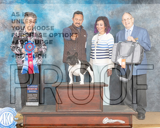 French Bulldog #21 Sat RBIS Judge Karin Ashe-_MJ_0137_TTKC2022-HR3