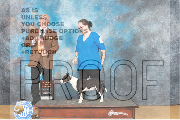 Miniature Bull Terrier #6 Sat PG2 Judge Garry Newton-_MJ_9875e_TTKC2022-HR3