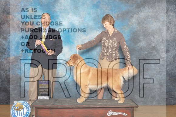 Golden Retriever #16 Sat BOB Judge Jay Richardson-_MJ_9678e_TTKC2022-HR3