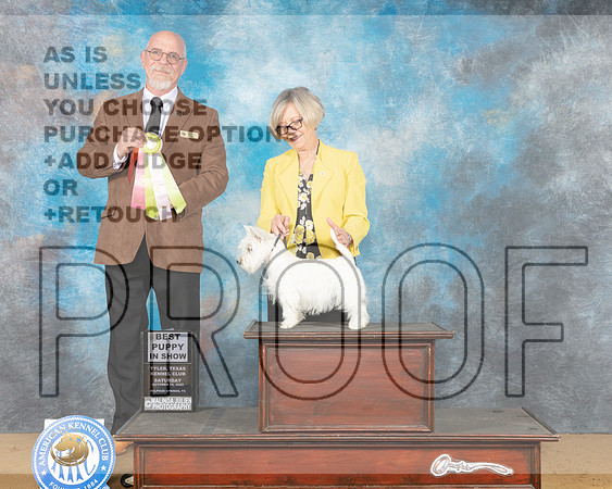 West Highland White Terrier #6 sat PBIS Judge Gary Newton-_MJ_9917e_TTKC2022-HR3