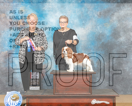 Cavalier King Charles Spaniel #6 Sat WBBOS Judge Terry Dennison-_MJ_9764e_TTKC2022-HR3