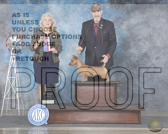 Australian Terrier #8 Sun WB BOS M Judge Pam WilsonAustralian Terrier #8 Sun WB BOS M Judge Pam Wilson_WP_0014e-Amarillo 2025-HR3