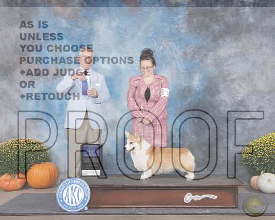 Pembroke Welsh Corgi #19 Sun BOW Judge Richard LewisPembroke Welsh Corgi #19 Sun BOW Judge Richard Lewis_WP_0825e-Belton Cen-Tex 2025-HR3