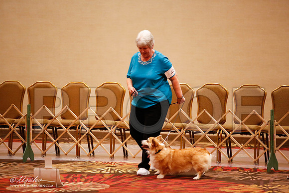 _JJ_7833-HstnCorgiFeb2015-HR3