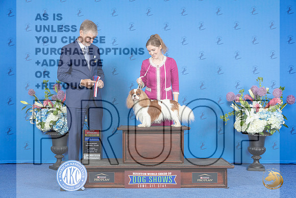 Cavalier King Charles Spaniel #7 SUN WD BOW BOS NC Judge Wood Wornall r__JP_0467_Houston_2024_HR3