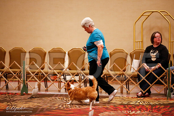 _JJ_7692-HstnCorgiFeb2015-HR3