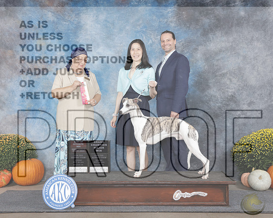 Whippet #29 Sat BOS OHBOB M Judge Marilyn PipesWhippet #29 Sat BOS OHBOB M Judge Marilyn Pipes_WP_0787e-Belton Cen-Tex 2025-HR3