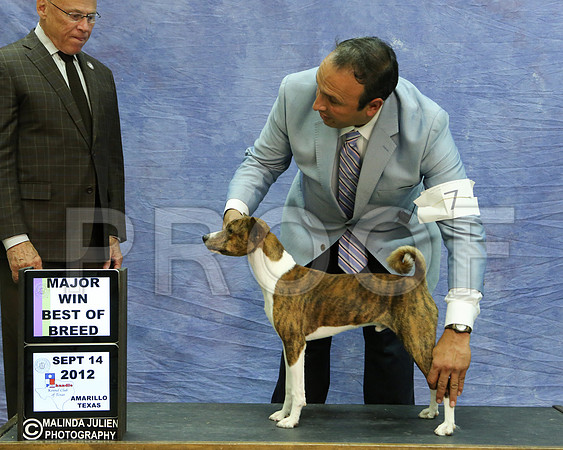 Basenji-5940 HR