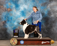 Portuguese Water Dog #5 Fri WD Judge Gary Andersen r