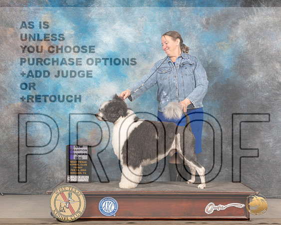 Portuguese Water Dog #5 Fri WD Judge Gary Andersen rMMJ_5269_Mdlnd2022_HR3