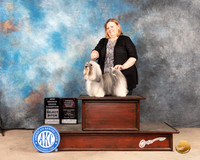 Havanese #22 SBOHBOBGChBz Judge Mary Jane Carberry r
