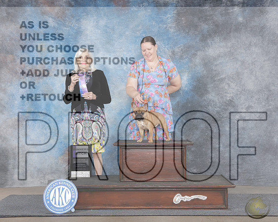 French Bulldog #16 WB Judge Jan PaulkFrench Bulldog #16 WB Judge Jan Paulk_WP_0325e-Belton Cen-Tex 2025-HR3