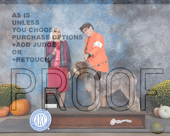 Spinoni Italiano #6 Sun G2 Judge Jan Paulk_WP_0900-Belton Cen-Tex 2025-HR3