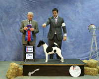 Fox Terrier Smooth #5 Reserve Best in Show Sat HR Amarillo Sept 2012