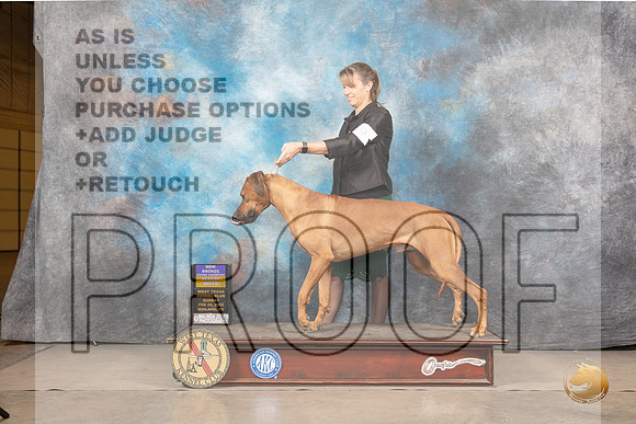Rhodesian Ridgeback #9 Sun BOB Judge Del RichardsMMJ_5422_Mdlnd2022_HR3