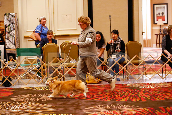 _JJ_9582-HstnCorgiFeb2015-HR3