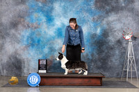 Cardigan Welsh Corgi #8 Sun WBBOS Judge Jill Warren