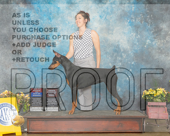 Doberman Pinscher #6 BOSBOWOHBOB Judge John Ramirez-MMJ_0680-NWARK2022-HR3