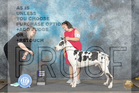 Great Dane #9 Sat WD Judge Debra Thornton r__JP_3898_Lubbock_2024_HR3